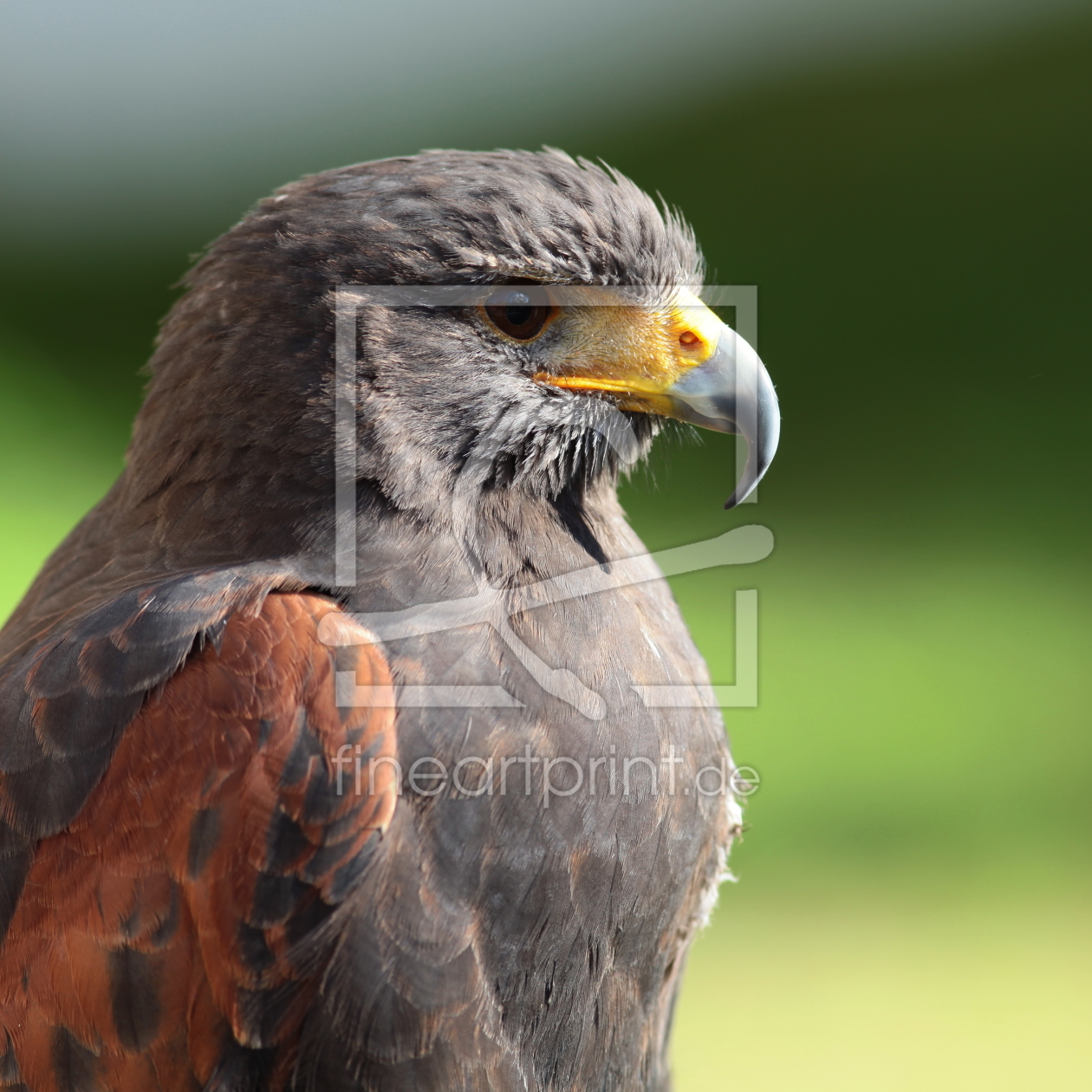 Bild-Nr.: 10691365 Wüstenfalke erstellt von FotoDeHRO