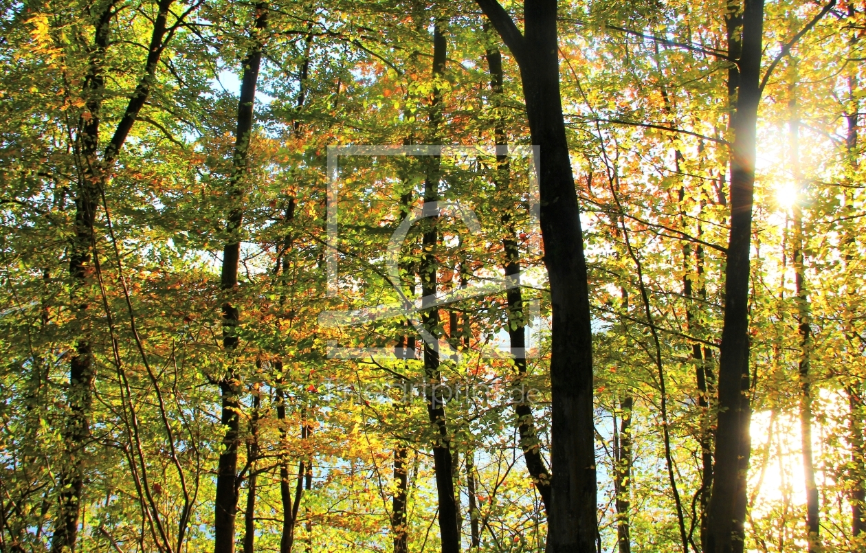 Bild-Nr.: 10693087 Herbstzeichen erstellt von falconer59