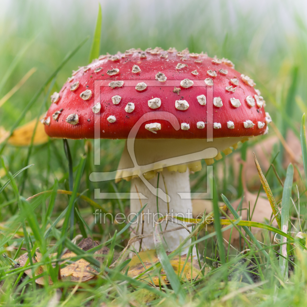 Bild-Nr.: 10693405 Amanita Muscaria erstellt von Michael Rechter