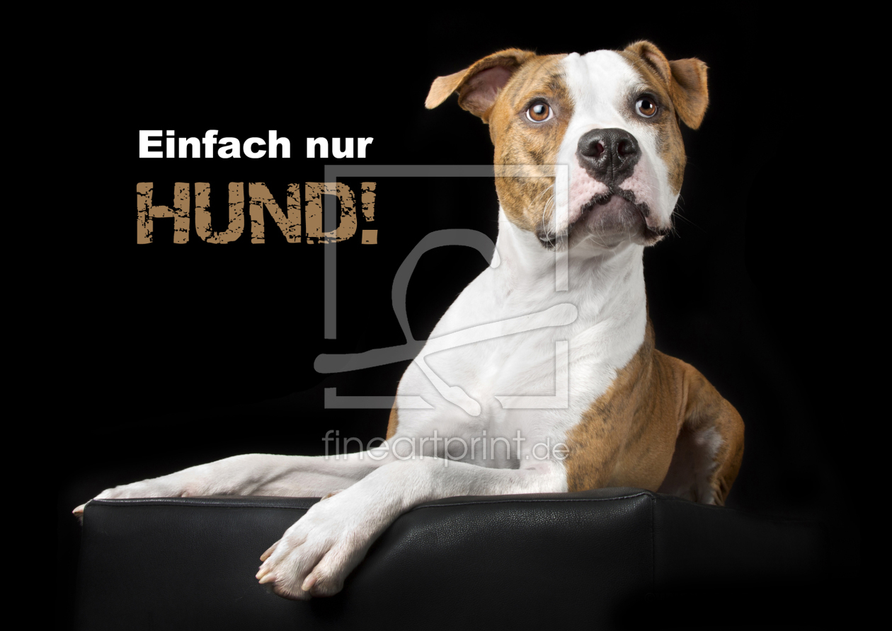 Bild-Nr.: 10694061 Einfach nur Hund erstellt von Nicole-Hollenstein