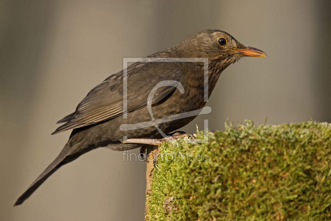 Bild-Nr.: 10694237 Amselmakro erstellt von Thomas Herzog