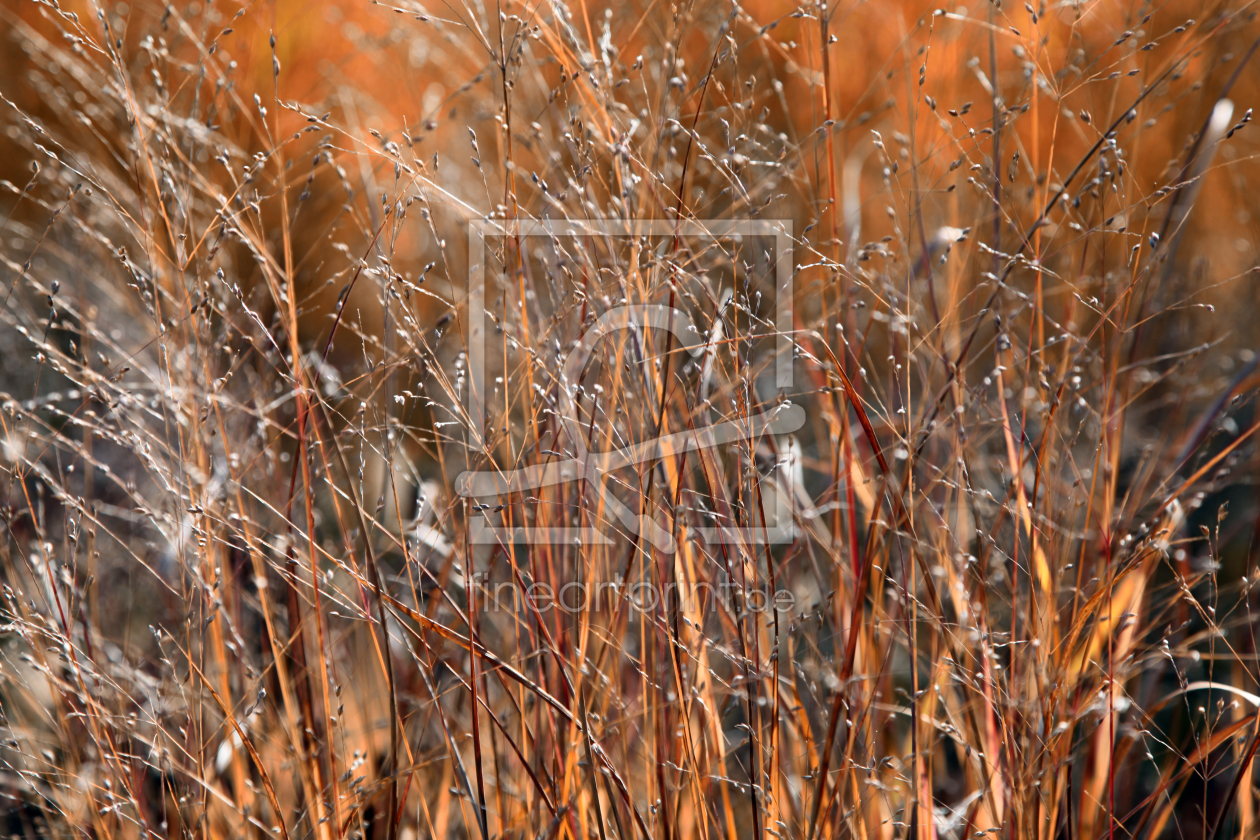 Bild-Nr.: 10694833 Indian Summer erstellt von Renate Knapp