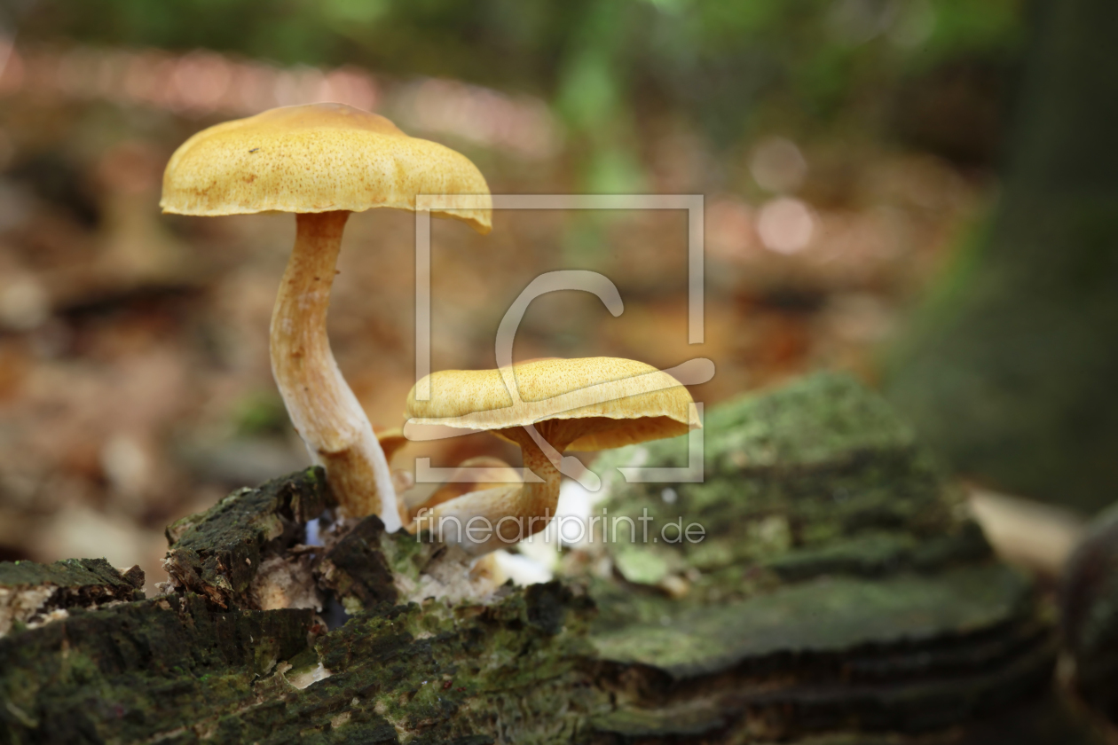 Bild-Nr.: 10696895 Pilz erstellt von FotoDeHRO