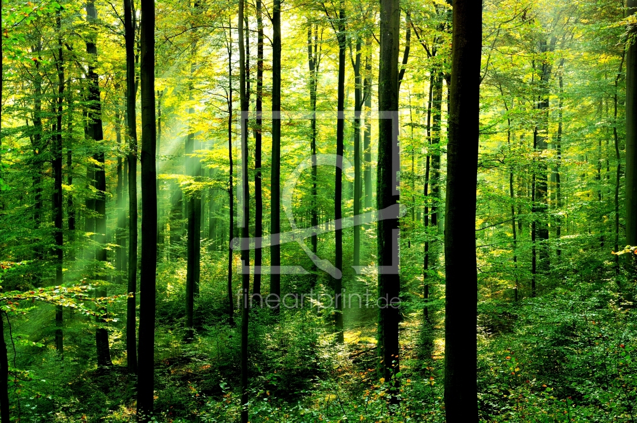 Bild-Nr.: 10697077 Frühlingswald mit Sonnenstrahlen erstellt von spima