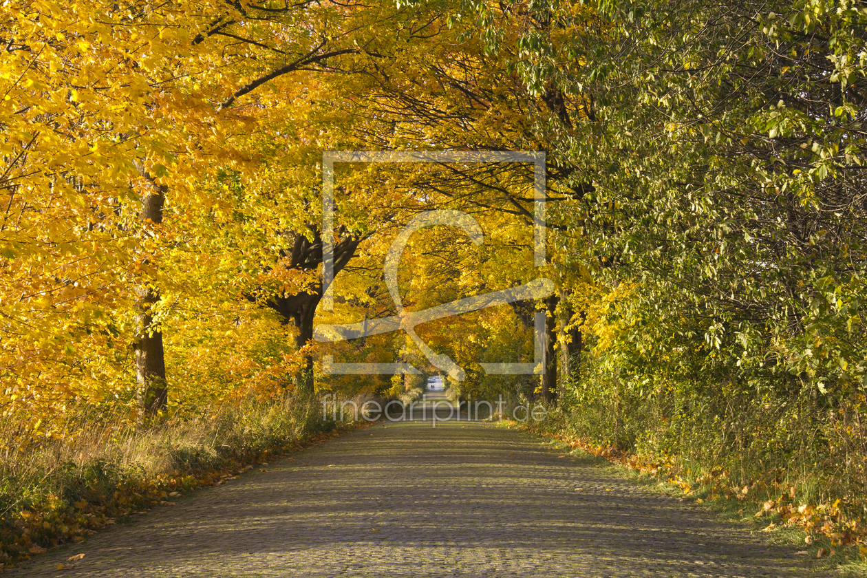 Bild-Nr.: 10697115 Herbststrasse erstellt von uwekantz