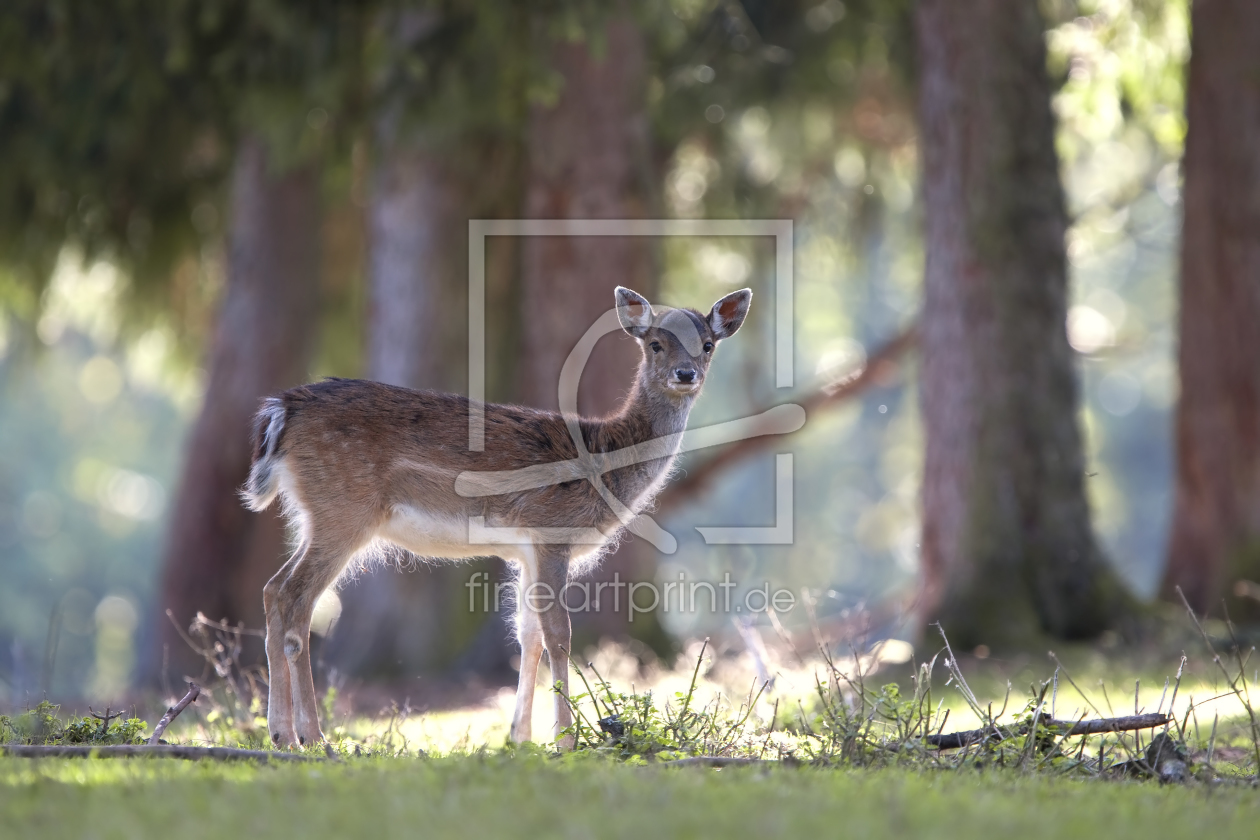 Bild-Nr.: 10697553 Begegnung im Wald erstellt von 