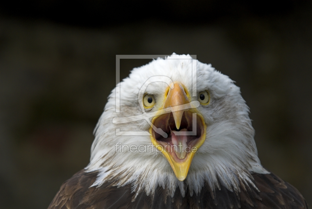 Bild-Nr.: 10697775 Seeadler Schrei erstellt von cibo