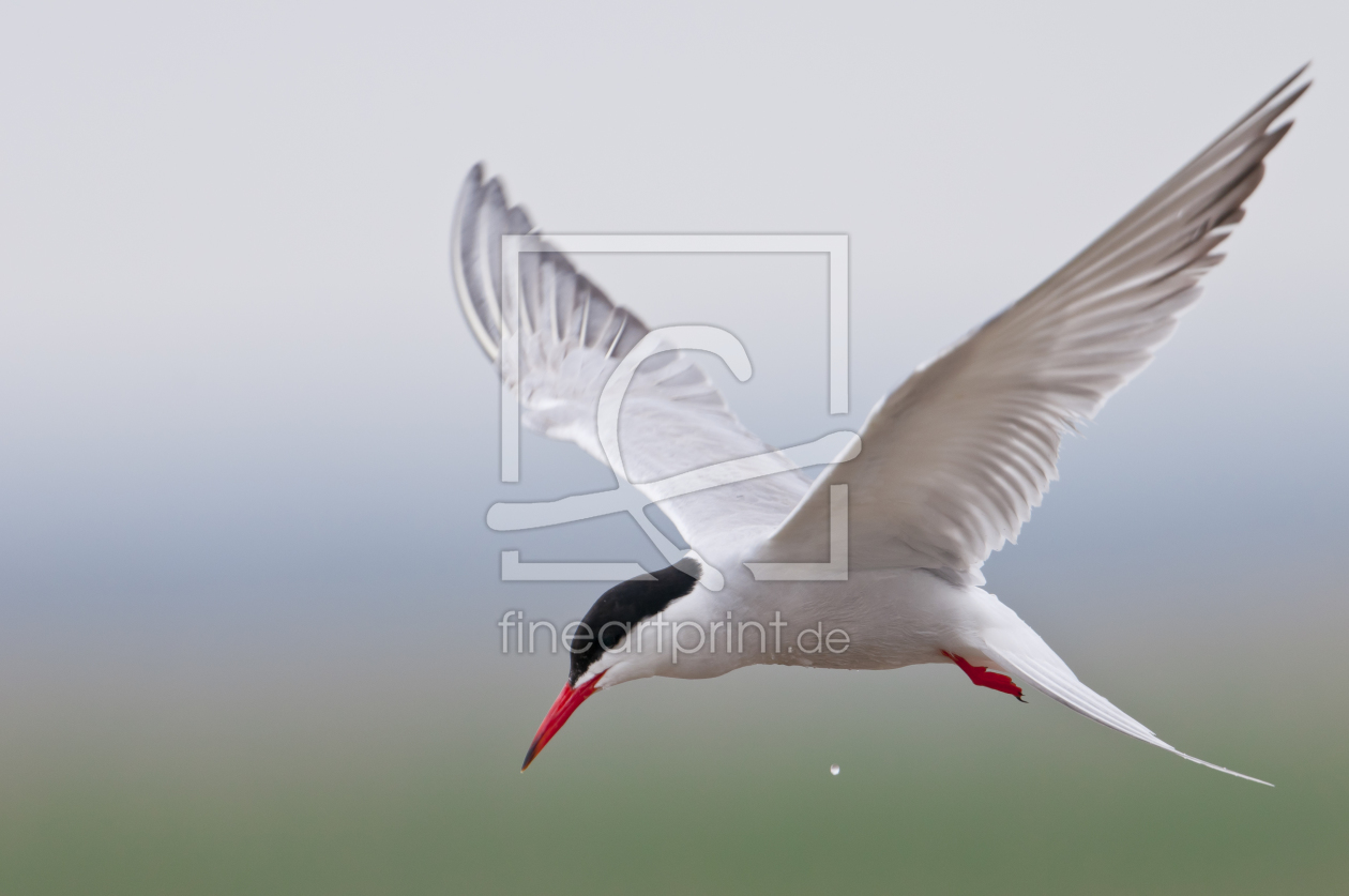 Bild-Nr.: 10697779 Seeschwalbe im Flug erstellt von cibo