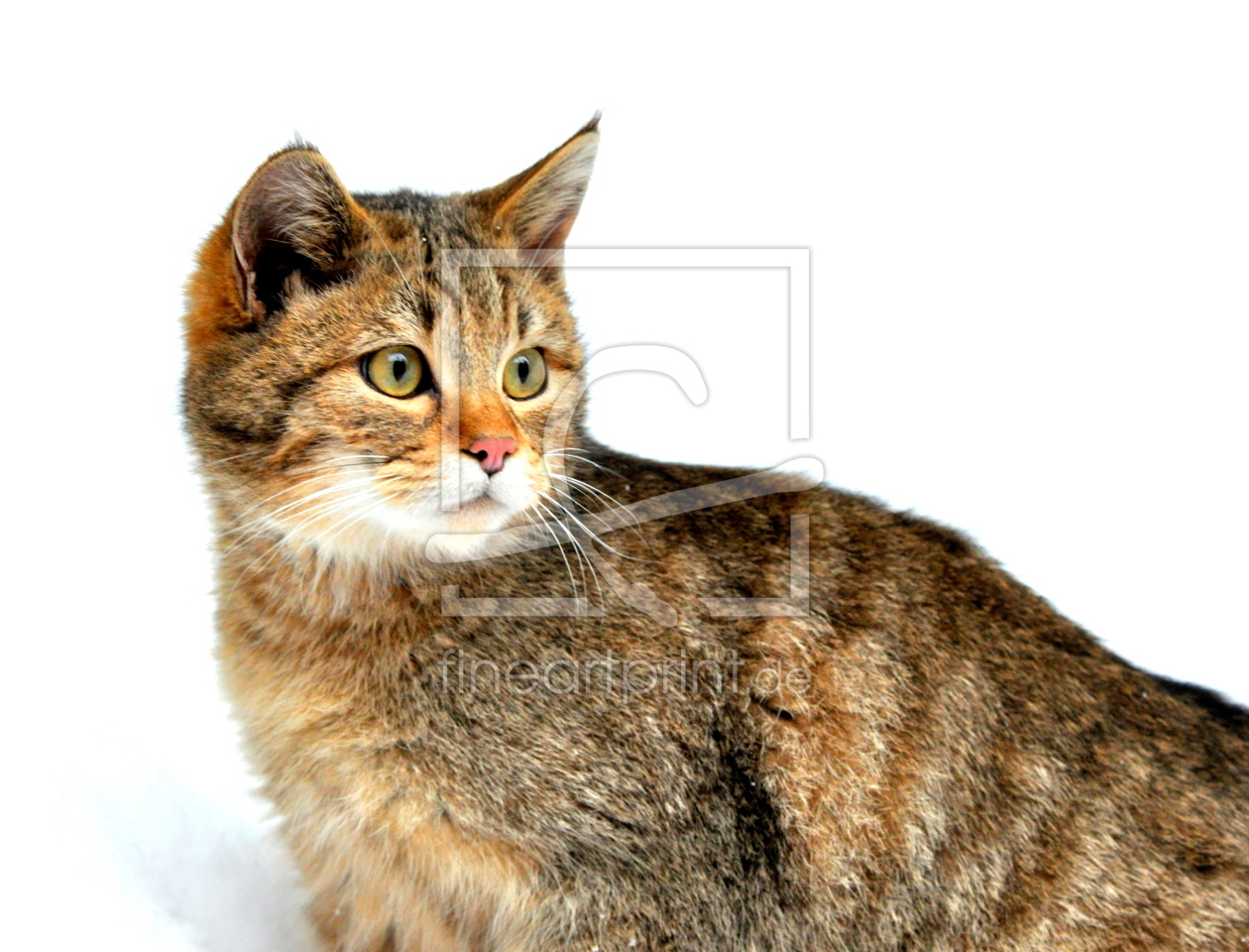 Bild-Nr.: 10697883 wild cat erstellt von GUGIGEI
