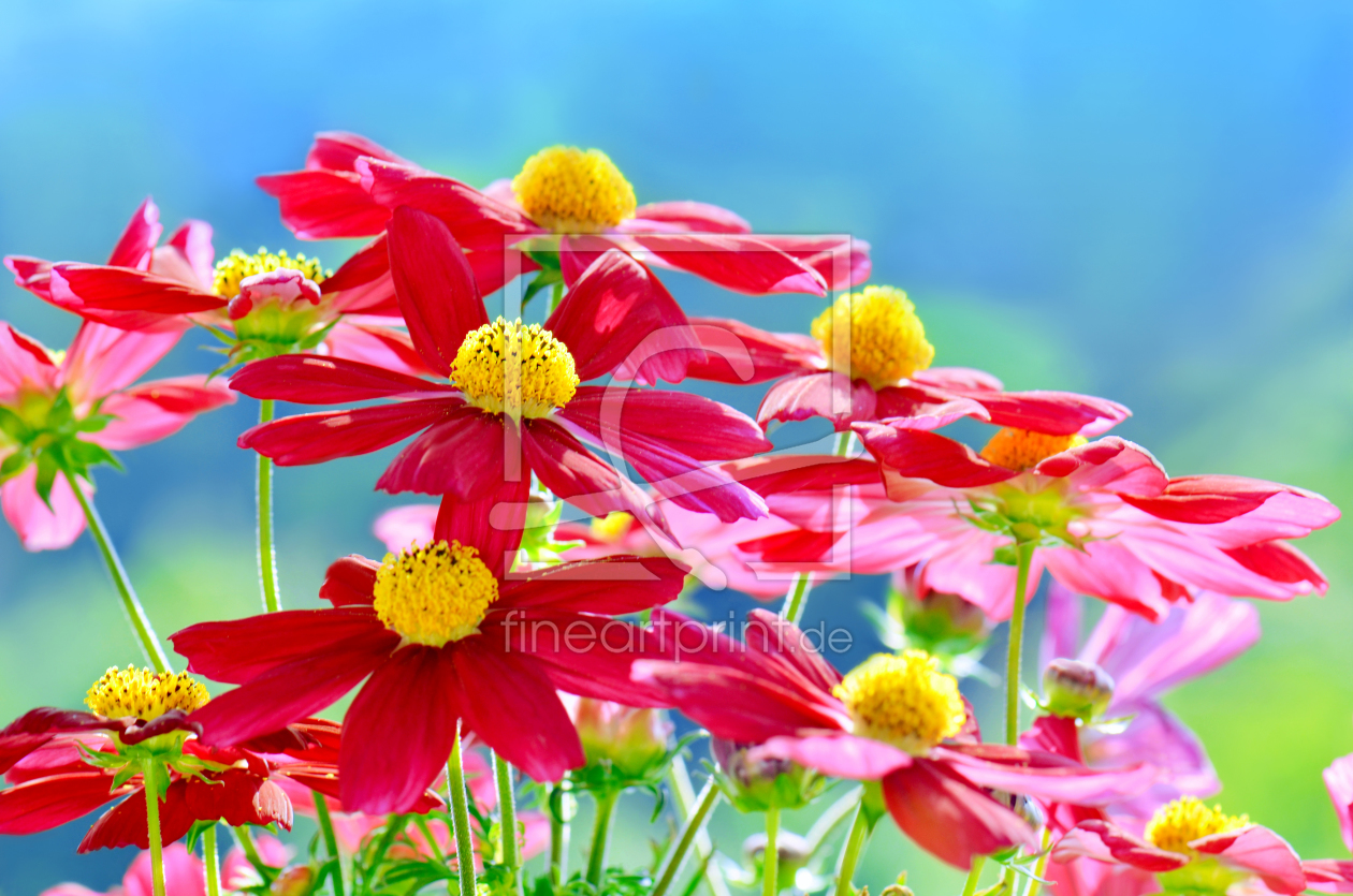 Bild-Nr.: 10698565 Cosmea erstellt von Atteloi