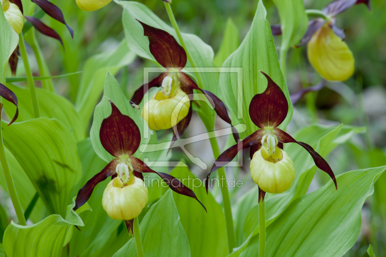 Bild-Nr.: 10699143 Frauenschuh Orchidee erstellt von cibo