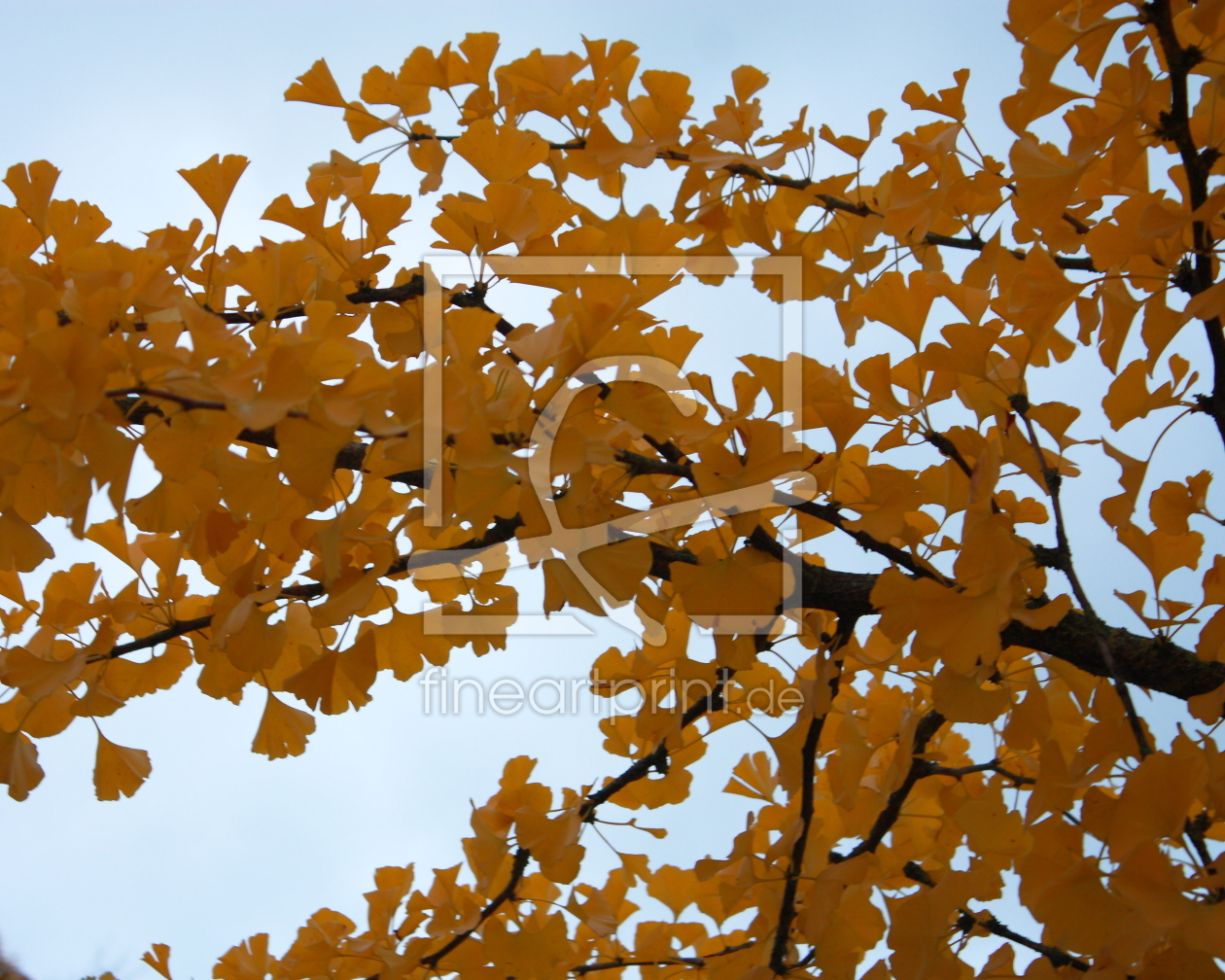 Bild-Nr.: 10700077 Ginkgobaum Goldherbst erstellt von Knibbli