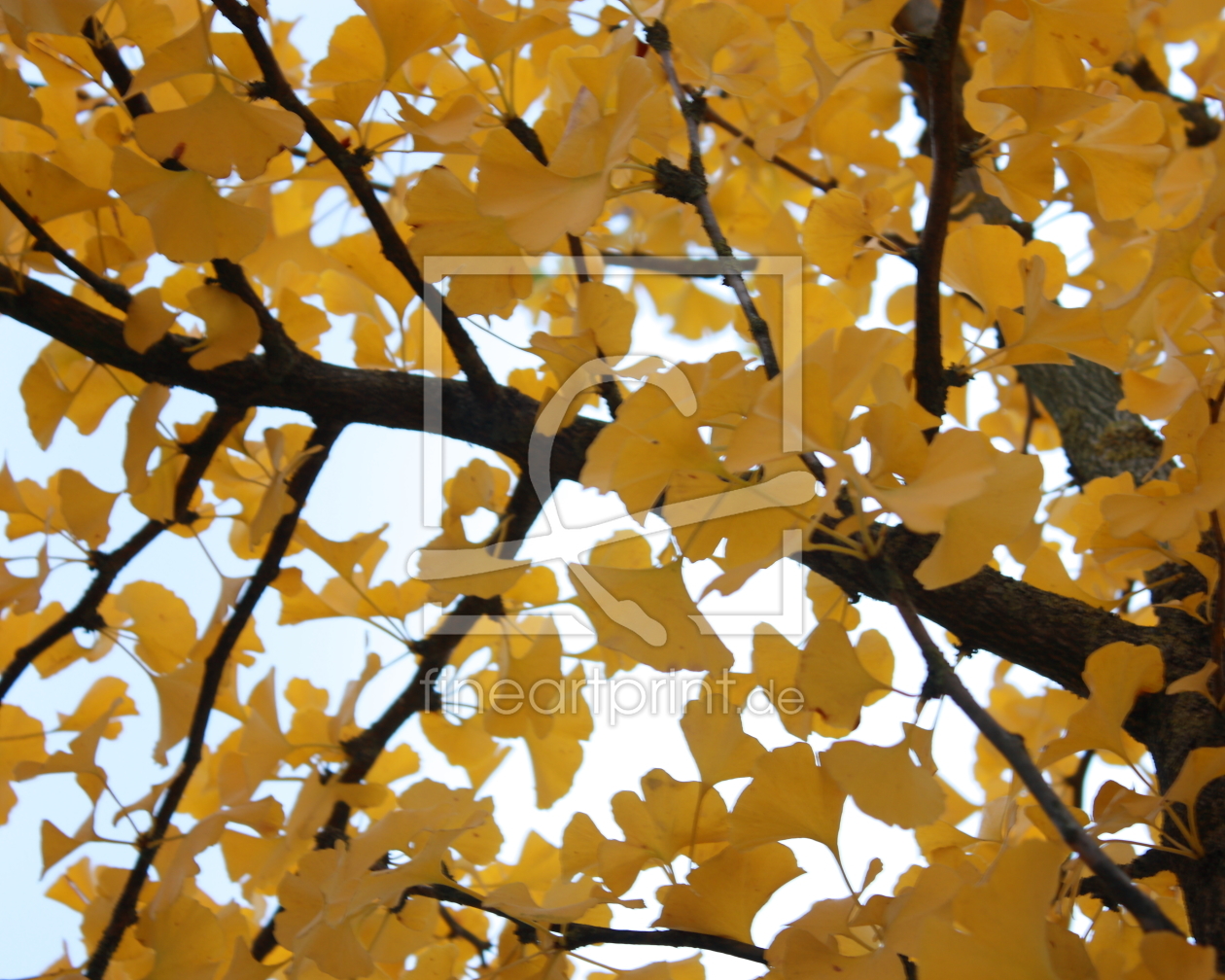 Bild-Nr.: 10700099 Ginkgobaum Geäst erstellt von Knibbli