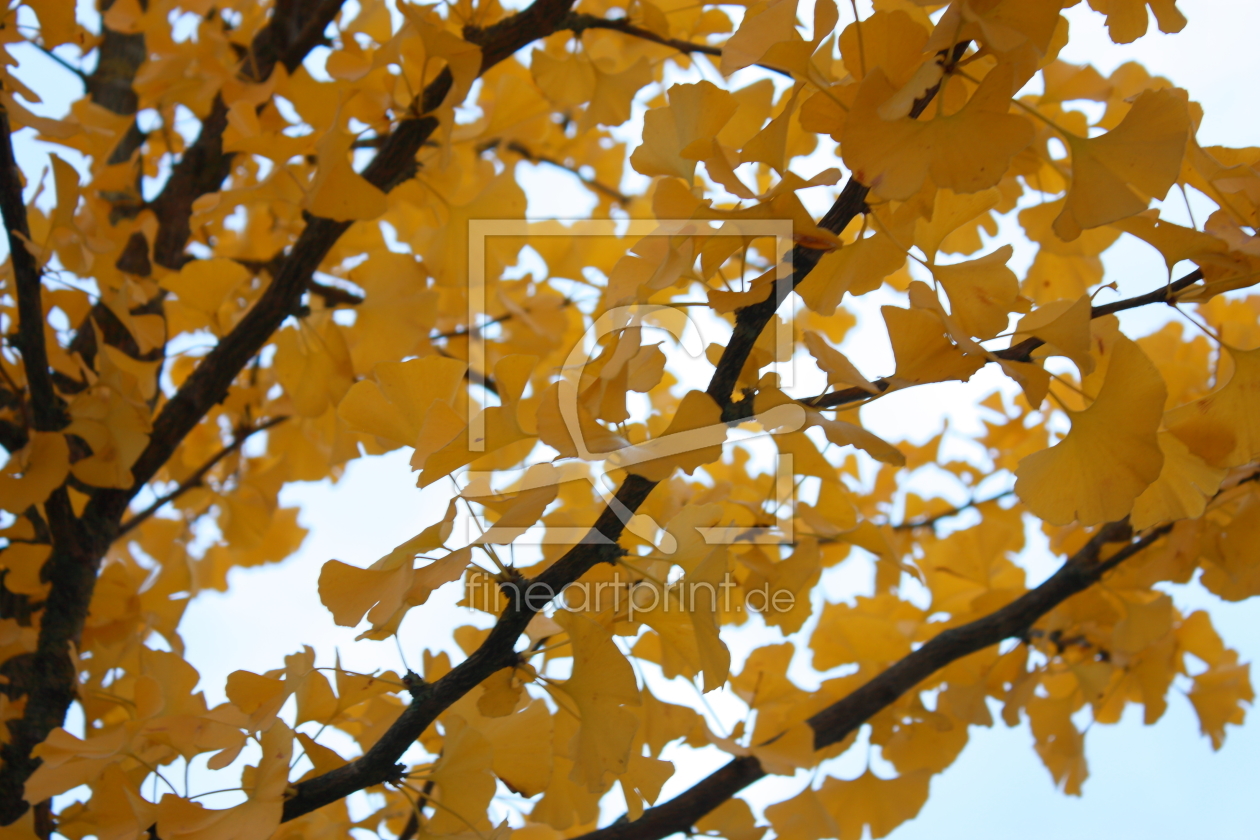 Bild-Nr.: 10700107 Fächerblattbaum Ginkgobaum Geäst erstellt von Knibbli