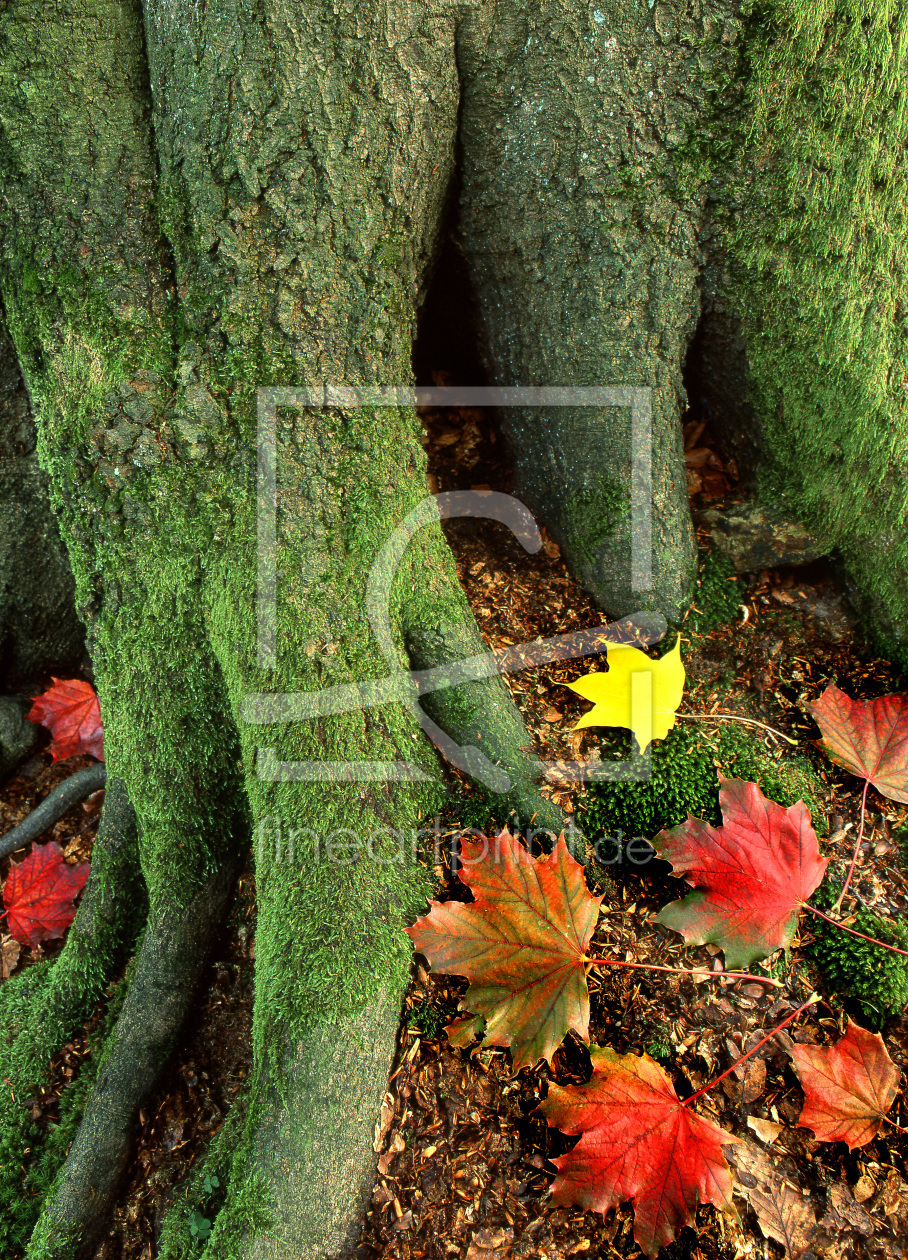 Bild-Nr.: 10700283 Baumwurzel im Herbst erstellt von A-Grotehans