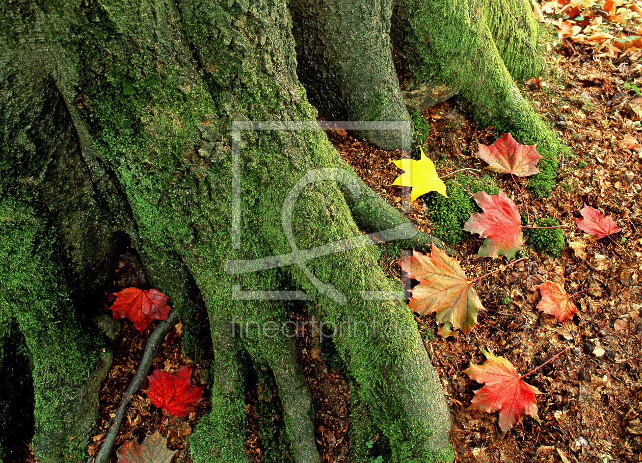 Bild-Nr.: 10700293 Baumwurzel im Herbst erstellt von A-Grotehans
