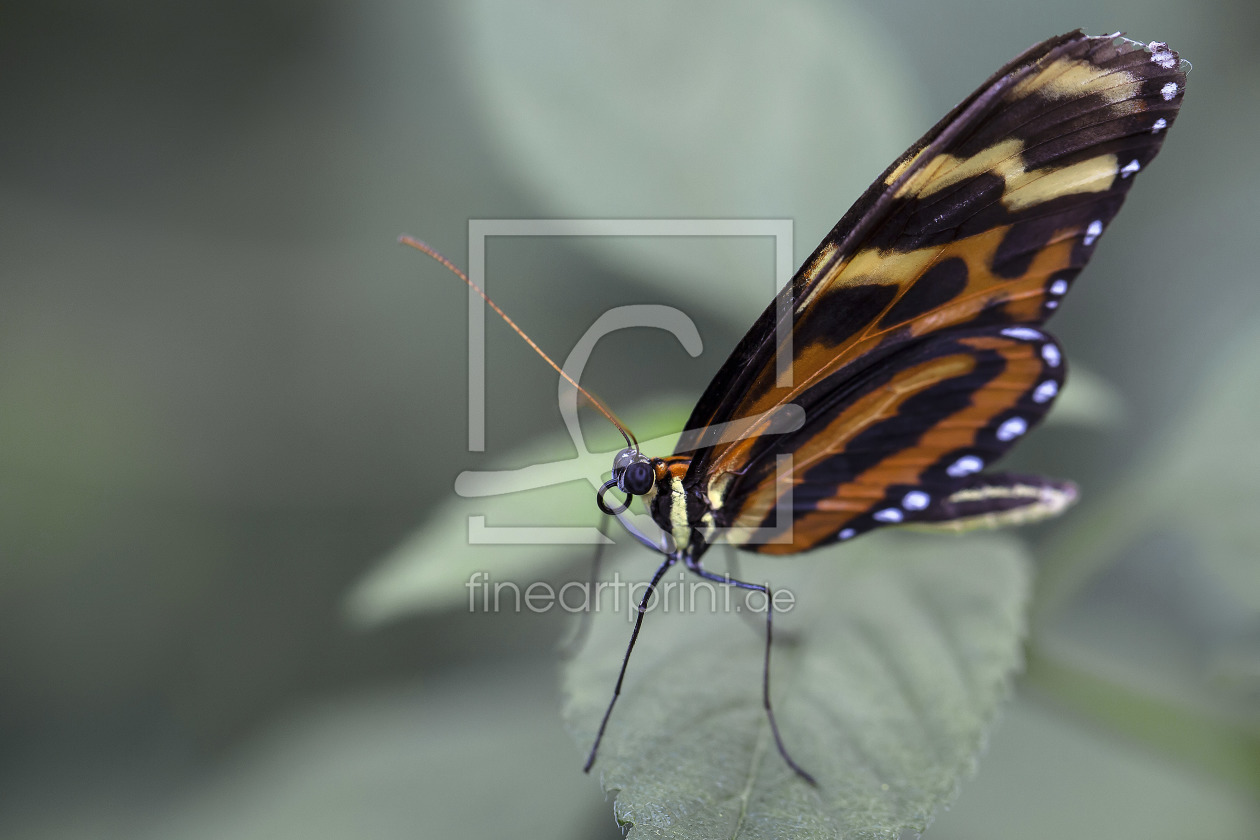 Bild-Nr.: 10700323 Schmetterling erstellt von Klaus Kehrls