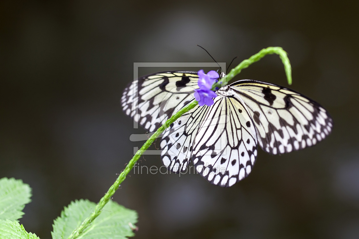 Bild-Nr.: 10700331 Schmetterling erstellt von Klaus Kehrls