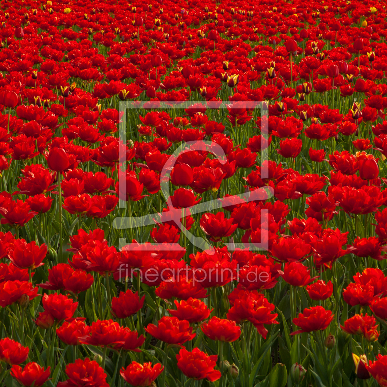 Bild-Nr.: 10700655 Blumenmeer rot grün  erstellt von mariohagen