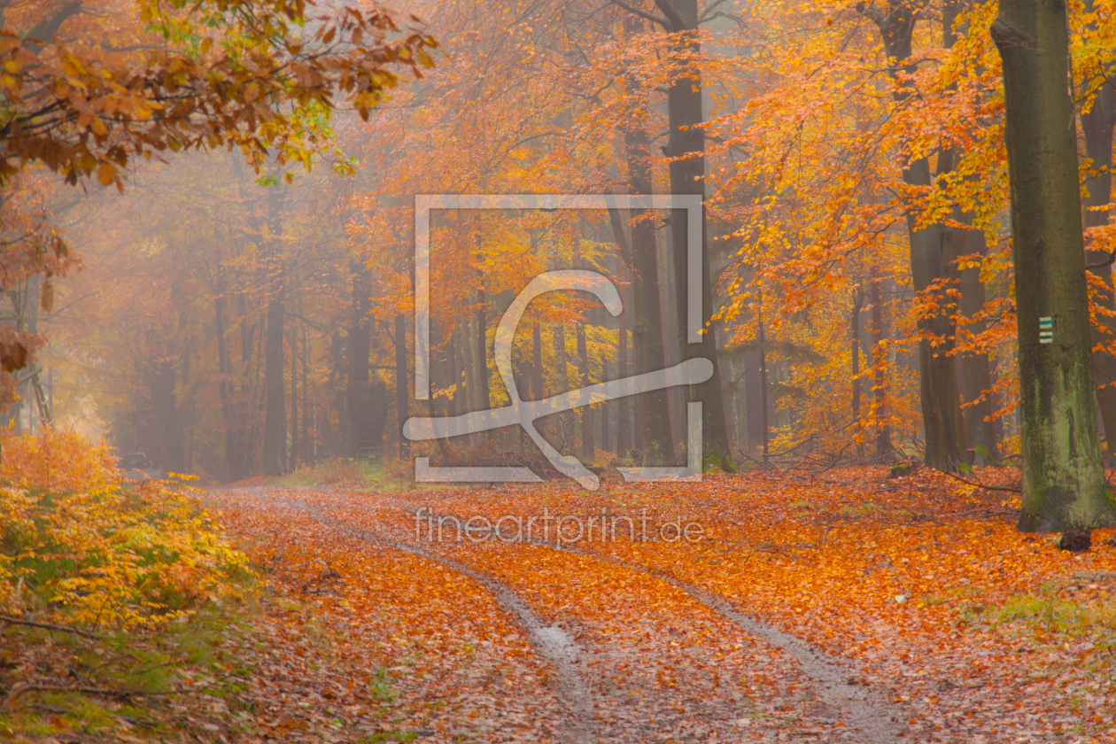 Bild-Nr.: 10700673 Herbststimmung im Buchenwald erstellt von mariohagen