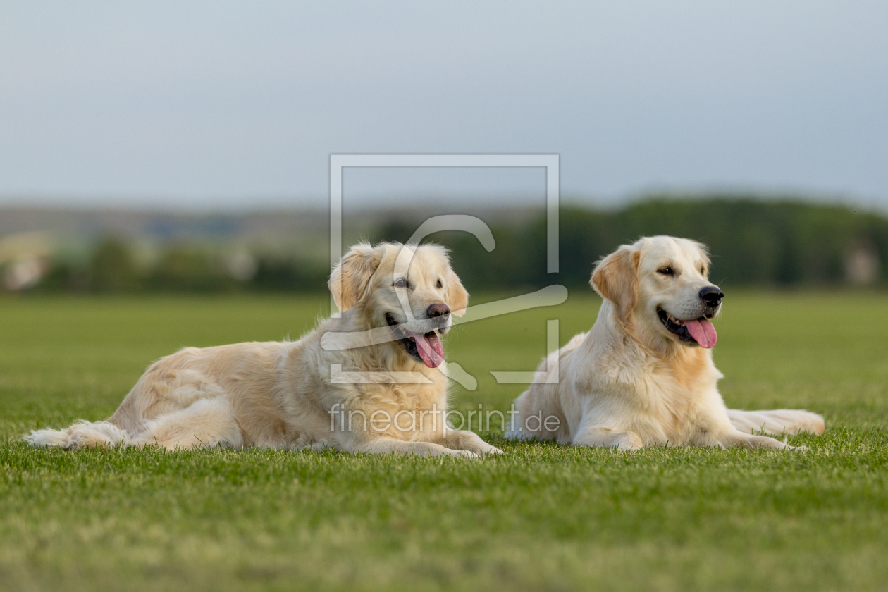 Bild-Nr.: 10701687 Welch ein Hundeleben... erstellt von DG-PHOTOGRAPHY