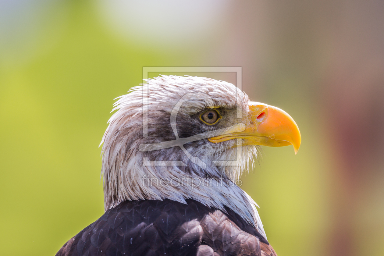 Bild-Nr.: 10701707 WEIßKOPFSEEADLER erstellt von DG-PHOTOGRAPHY