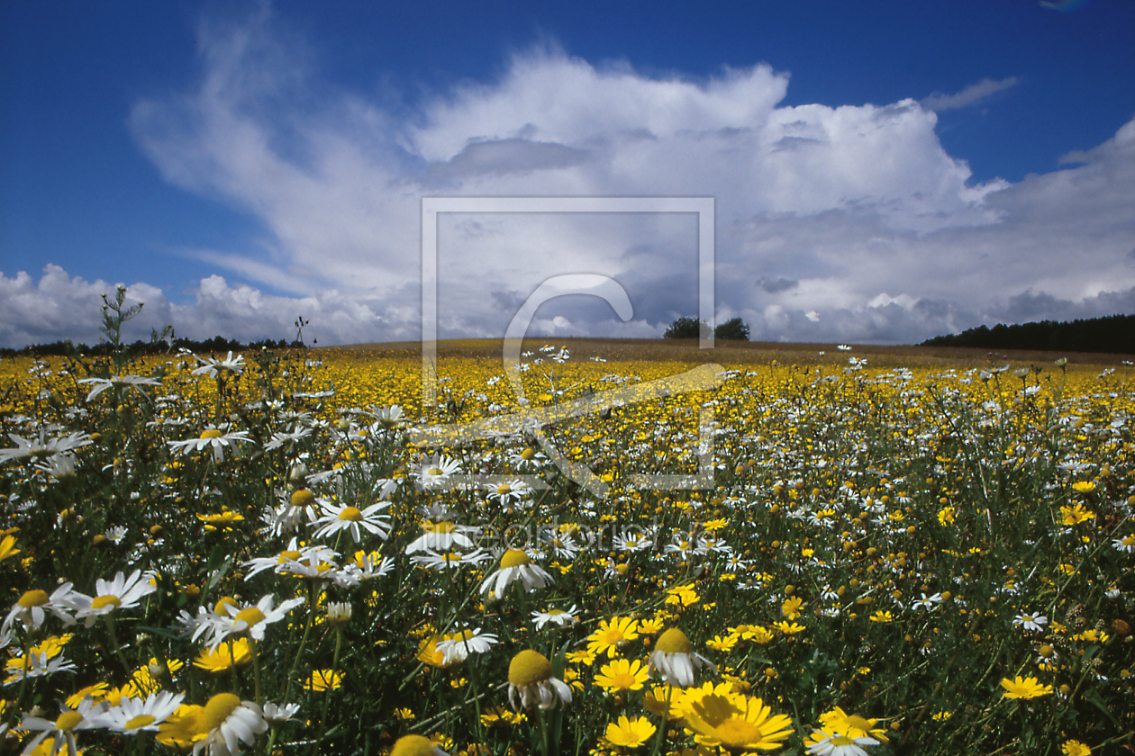 Bild-Nr.: 10702069 Blumenwiese mit Gewitterwolke erstellt von stute