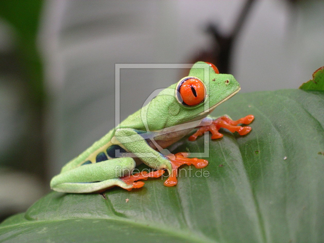 Bild-Nr.: 10702959 Rotaugenlaubfrosch erstellt von botox009