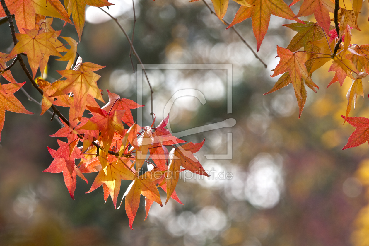 Bild-Nr.: 10703323 Herbstfarbtopf erstellt von Thomas Herzog