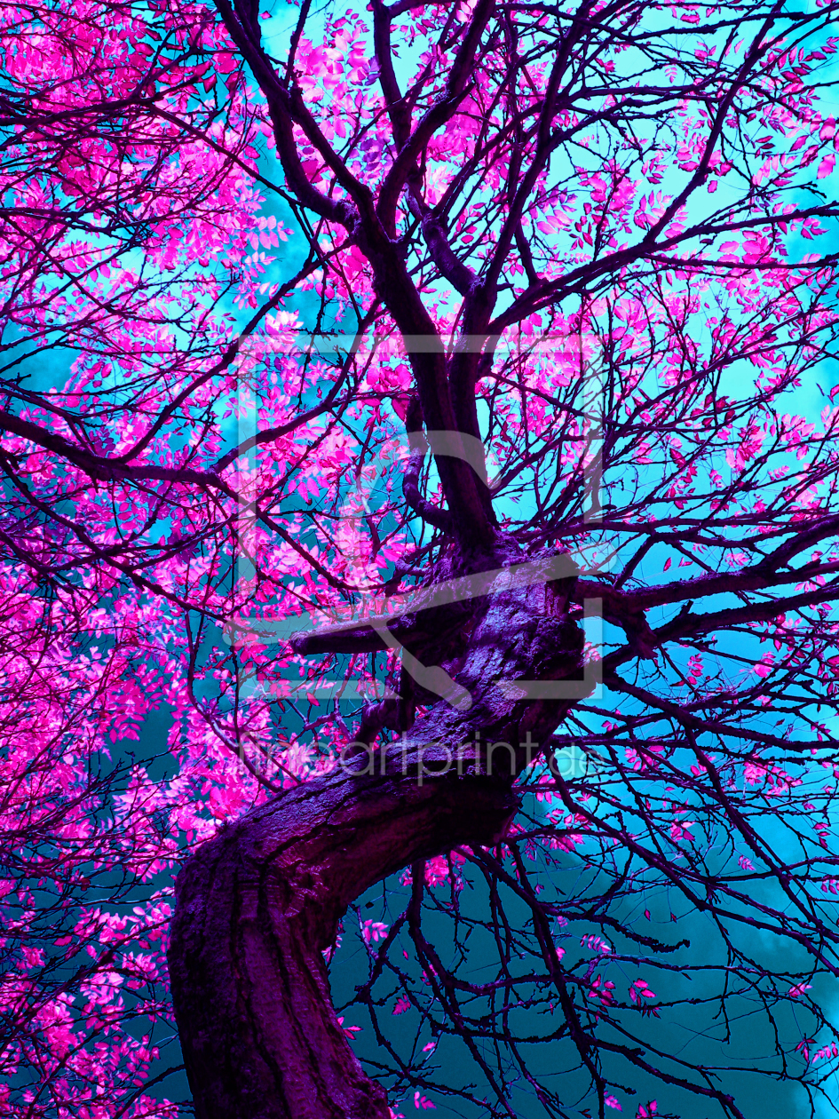 Bild-Nr.: 10703547 PURPLE TREE II erstellt von blackpool
