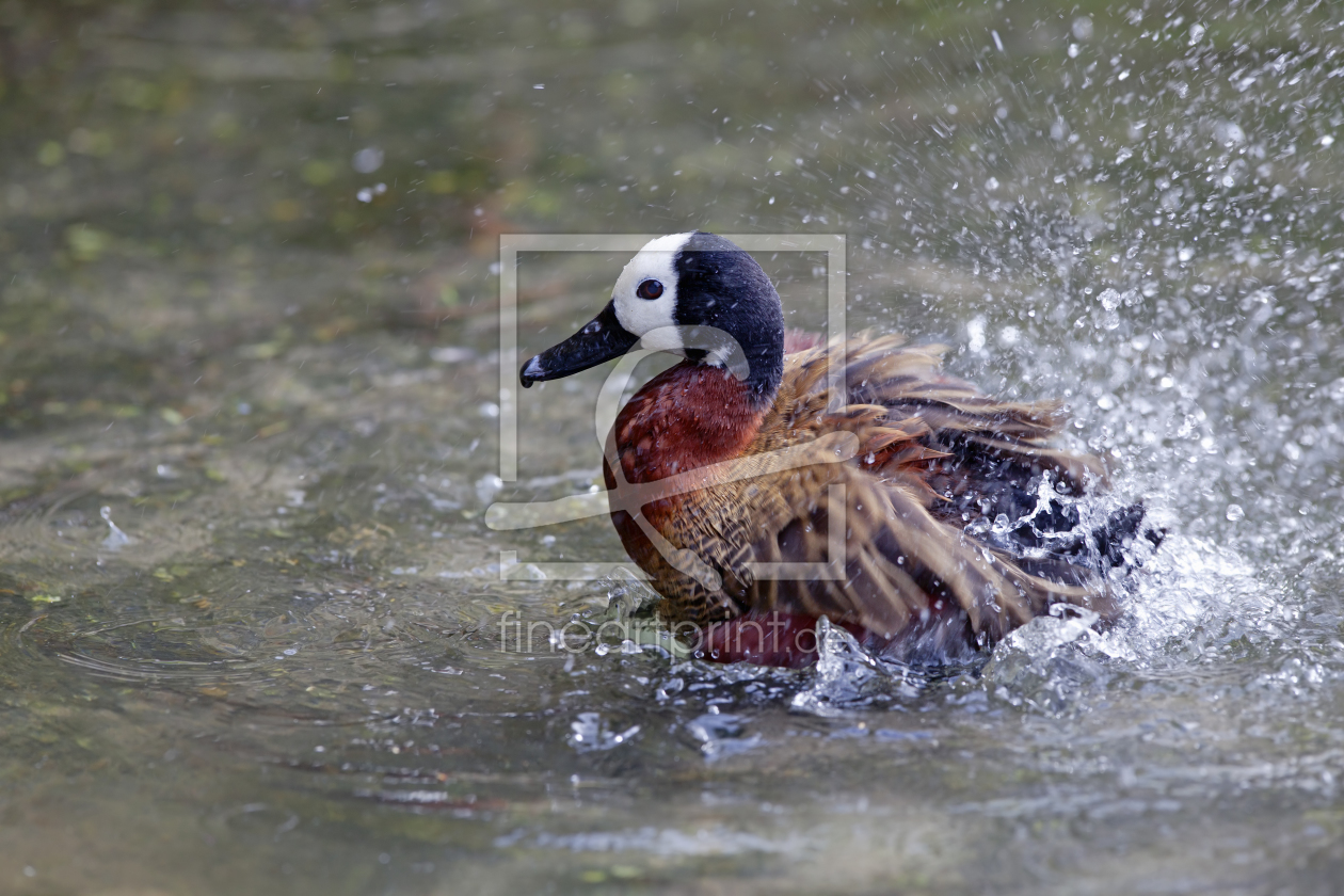 Bild-Nr.: 10703999 Splish Splash erstellt von Thomas Herzog