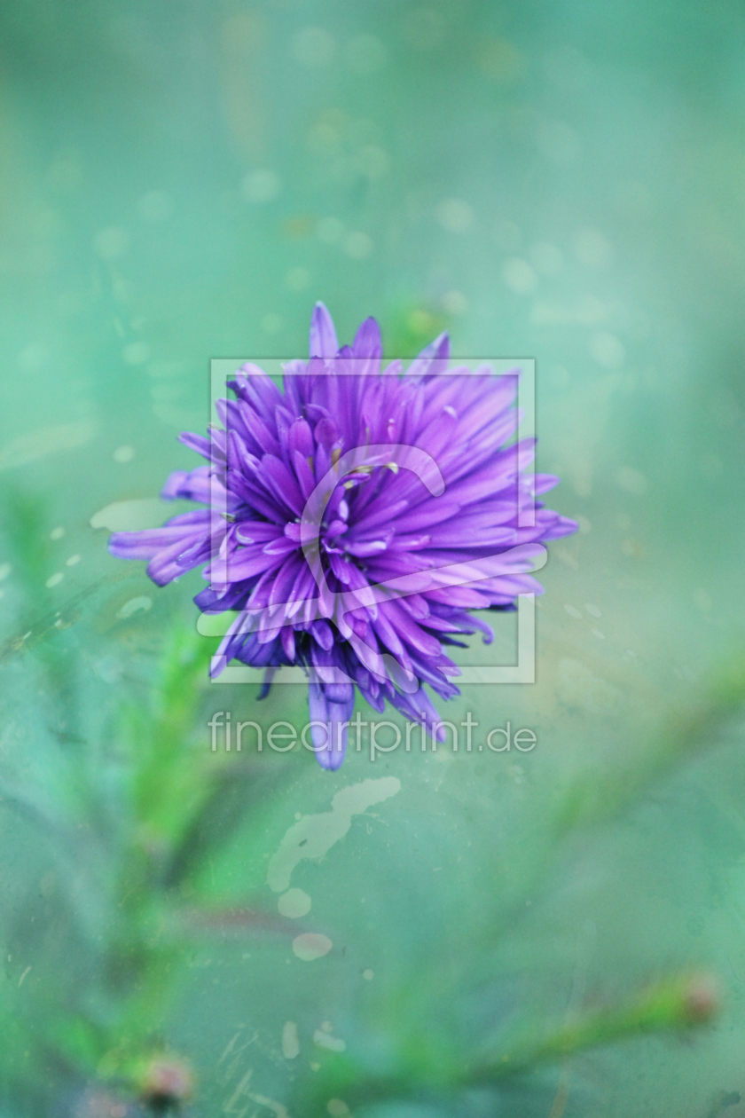 Bild-Nr.: 10704573 Fantasy Garden - Lilac Beauty erstellt von syoung-photography