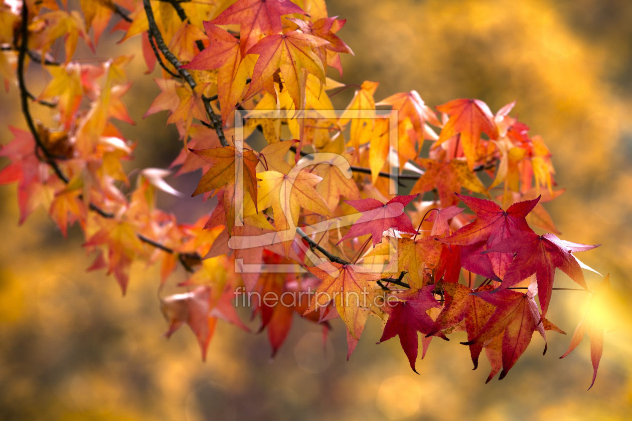 Bild-Nr.: 10705009 Herbstzeitlosbunt erstellt von 