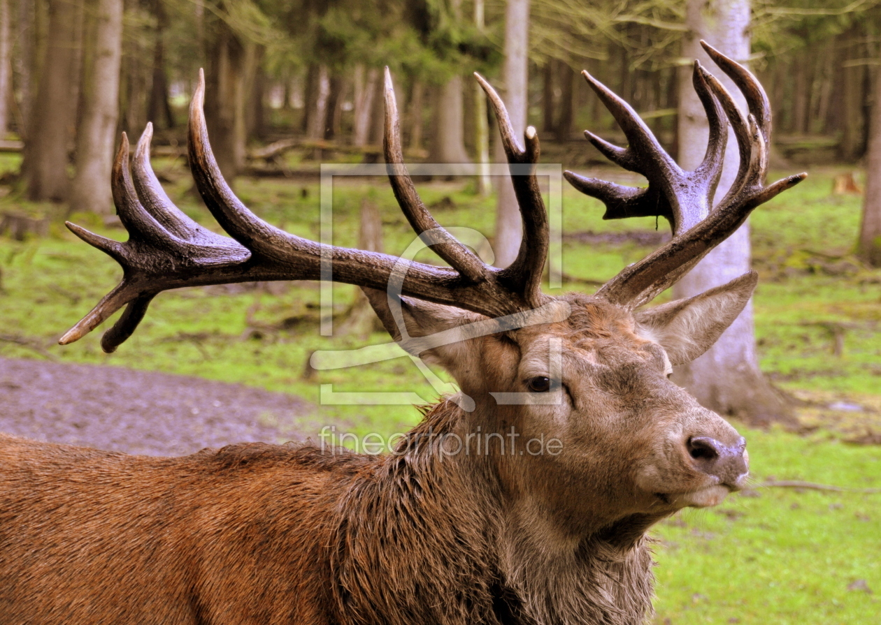 Bild-Nr.: 10705105 Platzhirsch erstellt von GUGIGEI