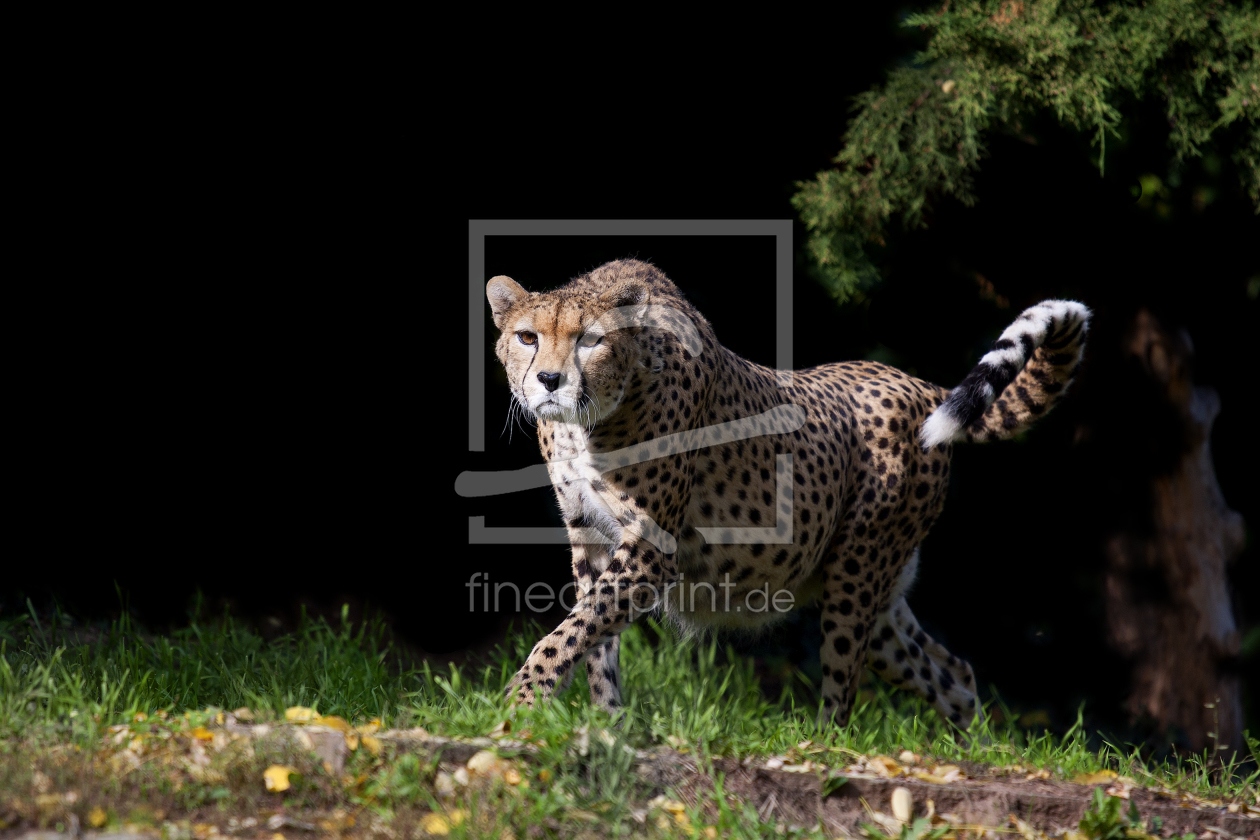 Bild-Nr.: 10705325 Gepard erstellt von Thomas Herzog