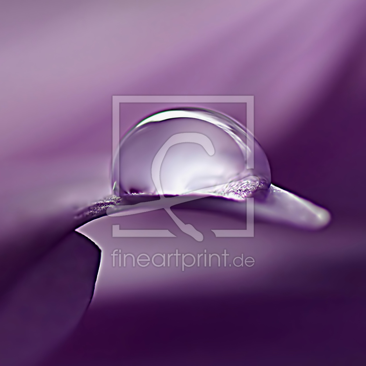 Bild-Nr.: 10706005 Lilac  erstellt von youhaveadream