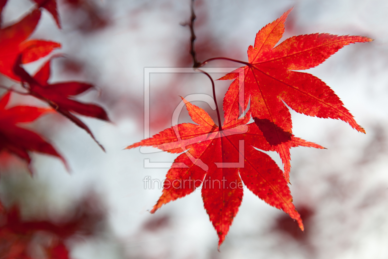 Bild-Nr.: 10706297 Leuchtkraft des Herbstes erstellt von Marita Kuhlmann