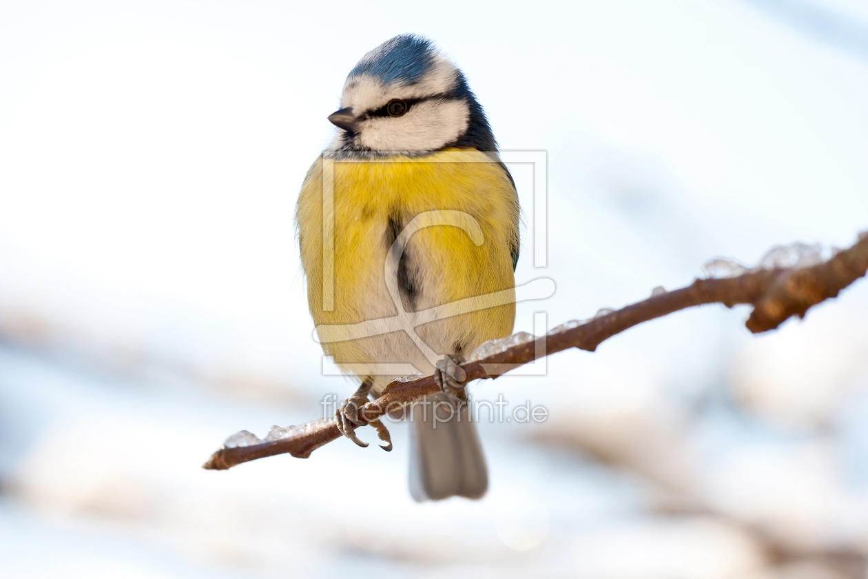 Bild-Nr.: 10706585 Blaumeise bei eisigen Temperaturen erstellt von Marita Kuhlmann