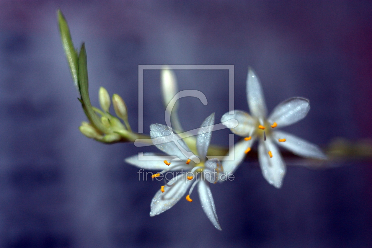 Bild-Nr.: 10706843 Licht Glitzer Blüte Makro violett - Light glitter flower macro violet erstellt von Knibbli