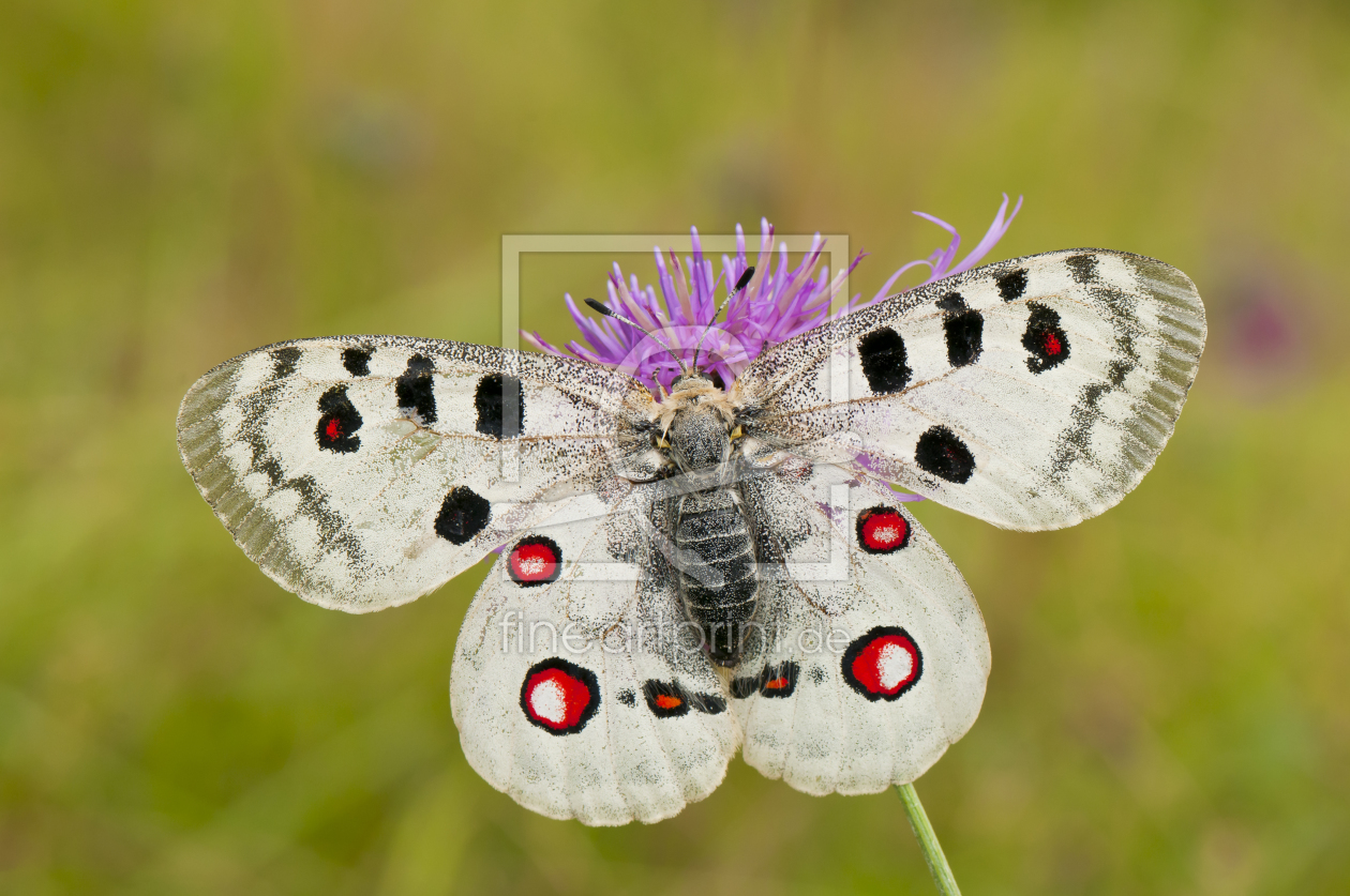 Bild-Nr.: 10710191 Apollofalter Pracht erstellt von cibo