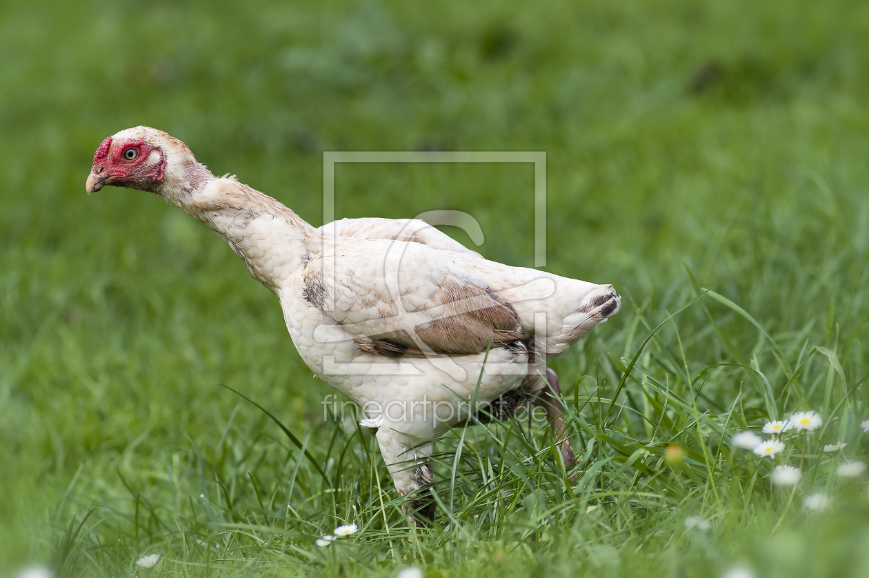 Bild-Nr.: 10710853 Huhn erstellt von fotokunst-schmelzer