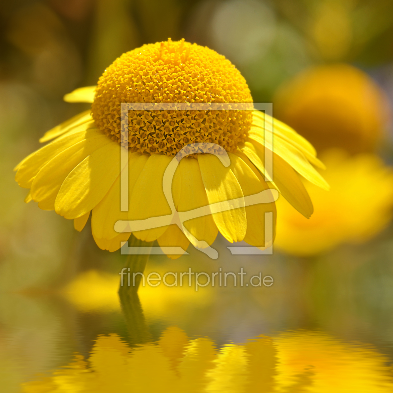 Bild-Nr.: 10710979 Sommerblumen erstellt von Atteloi