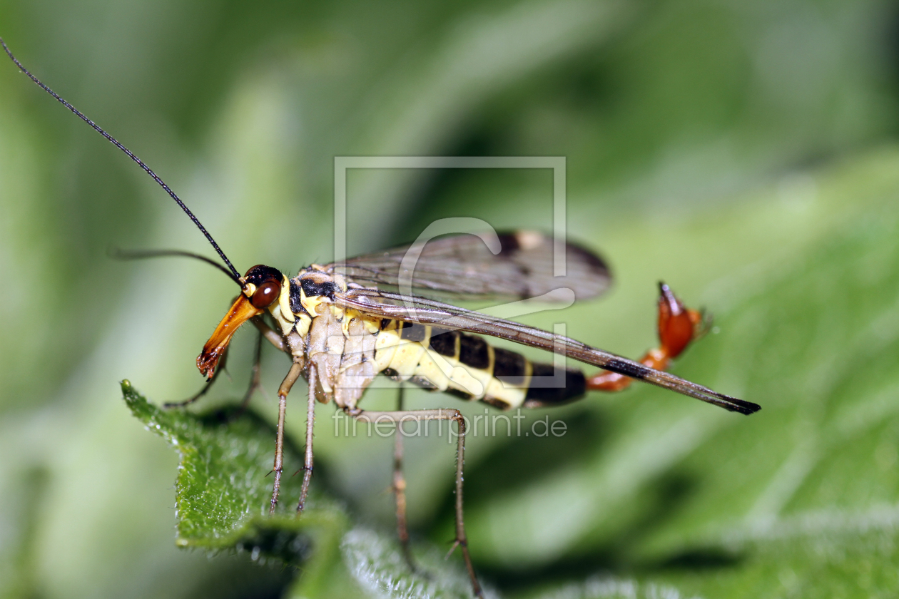 Bild-Nr.: 10711507 Skorpionsfliege erstellt von Gerhard Albicker