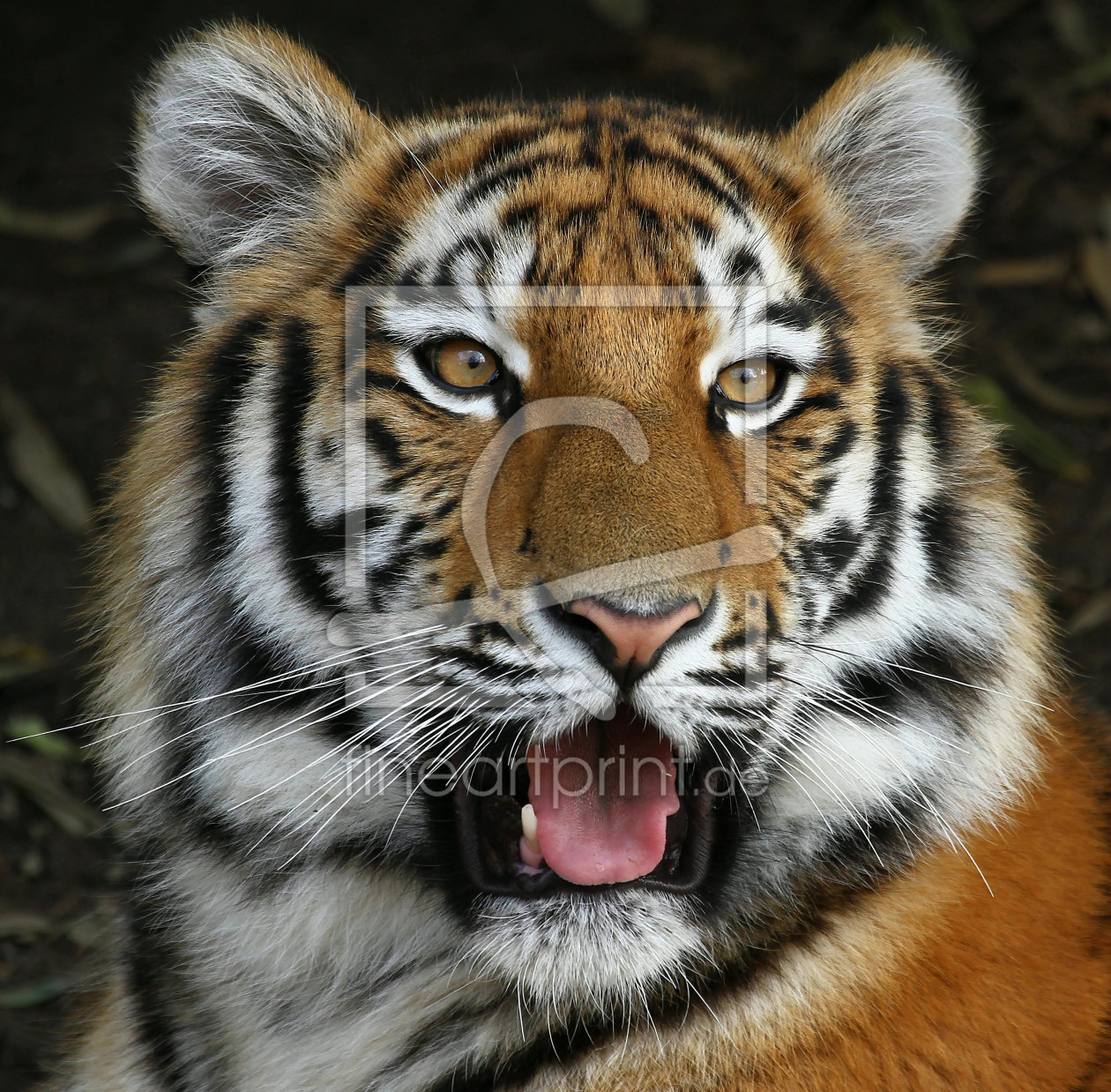 Bild-Nr.: 10712909 Tigerportrait erstellt von Boersenfuchs