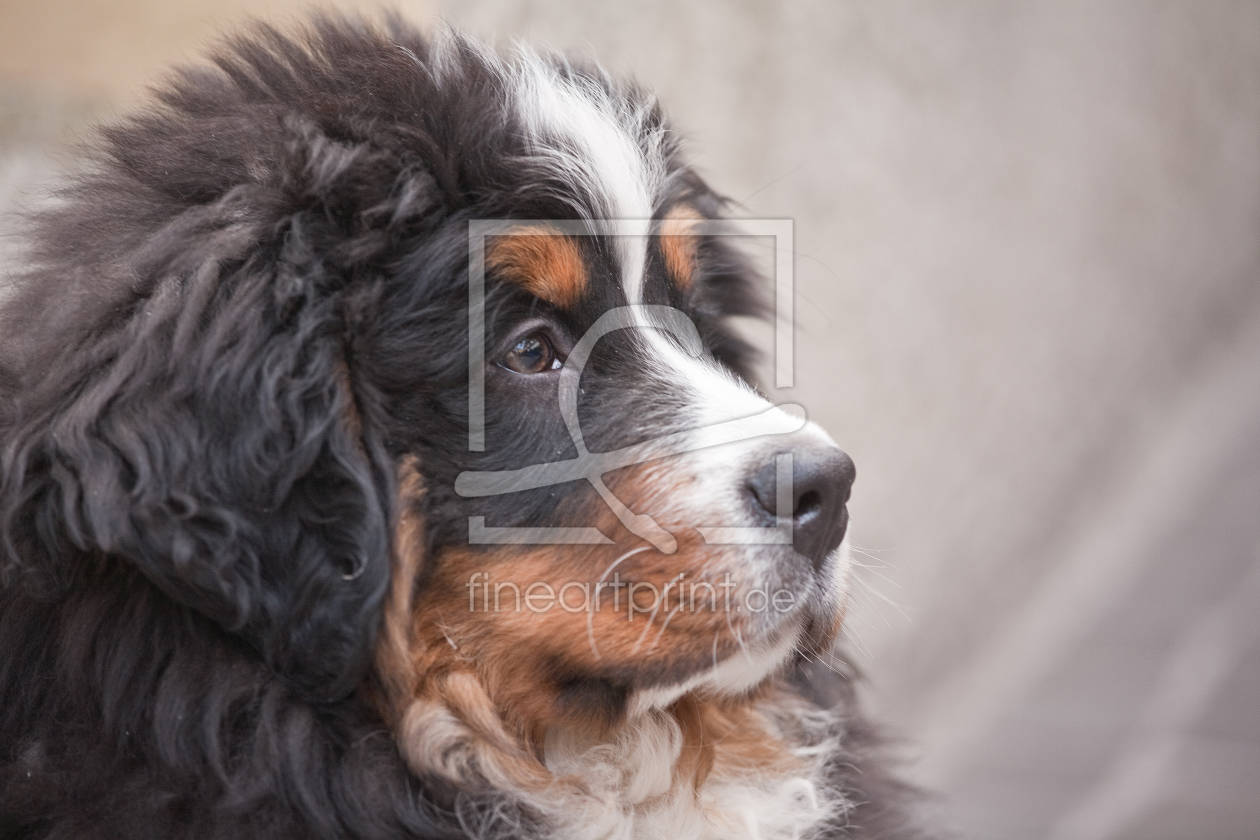 Bild-Nr.: 10713019 Berner Sennenhund erstellt von EderHans