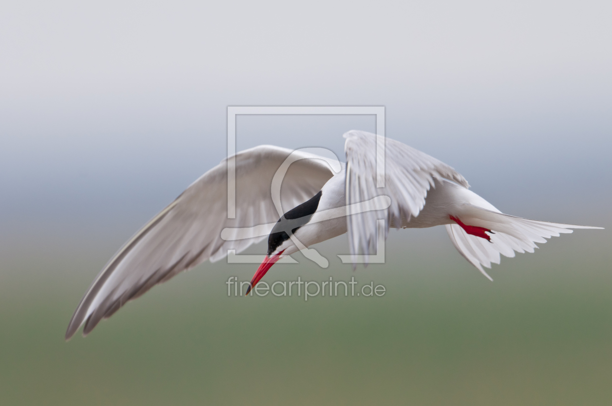 Bild-Nr.: 10713035 Seeschwalbe elegant im Flug erstellt von cibo