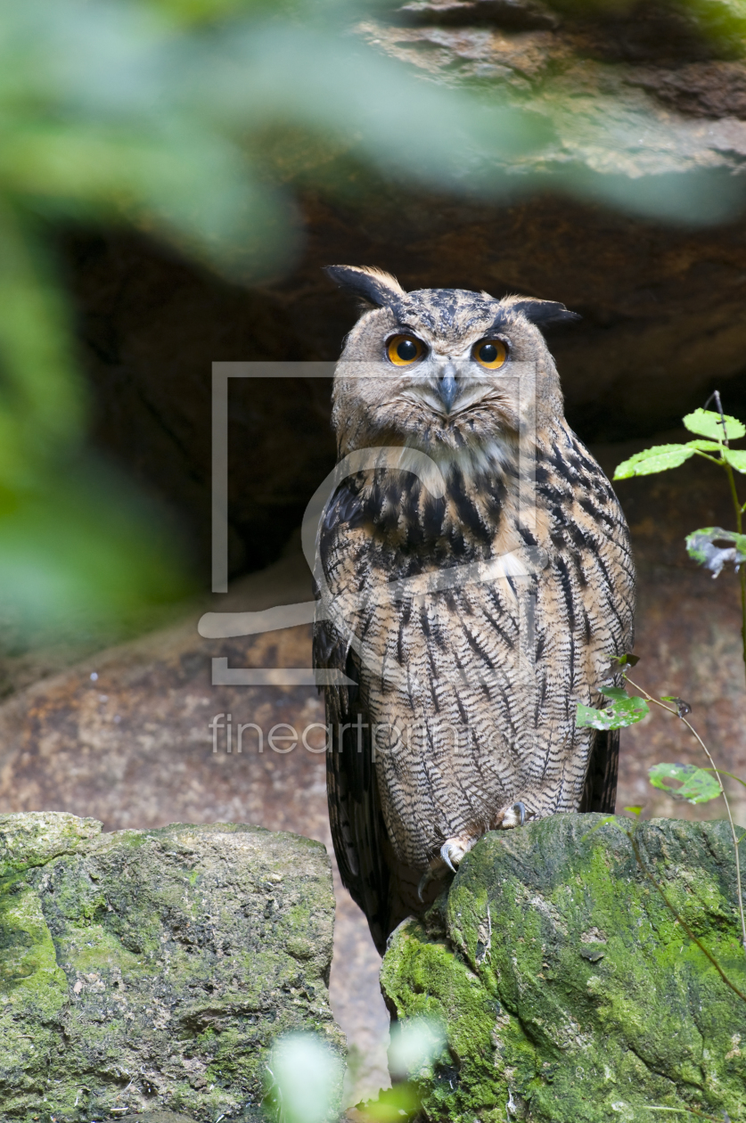 Bild-Nr.: 10713037 Uhu erstellt von cibo