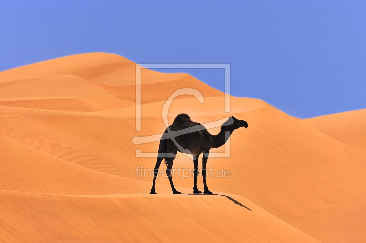 Bild-Nr.: 10714127 Kamel auf Düne erstellt von KundenNr-160338