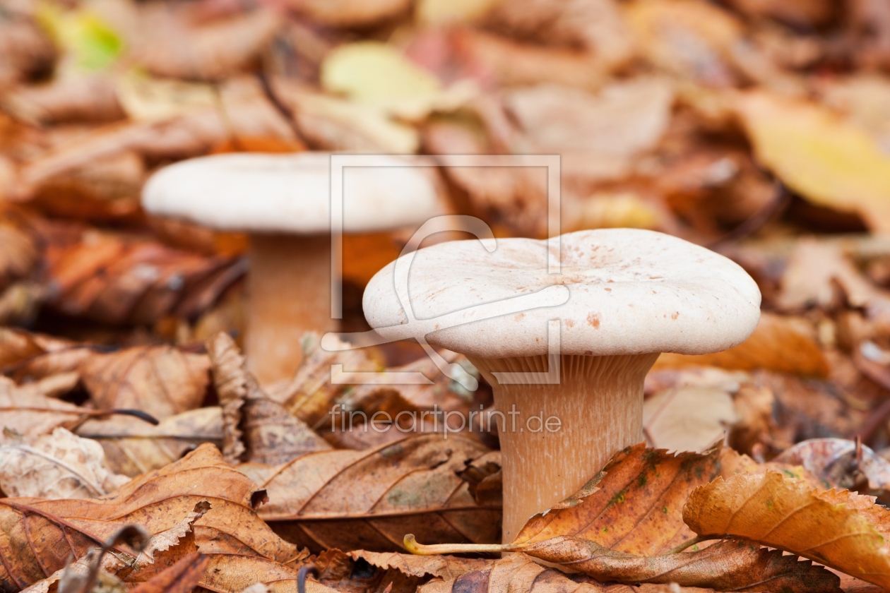 Bild-Nr.: 10714411 Zwei Männlein im Herbstlaub erstellt von fefufoto