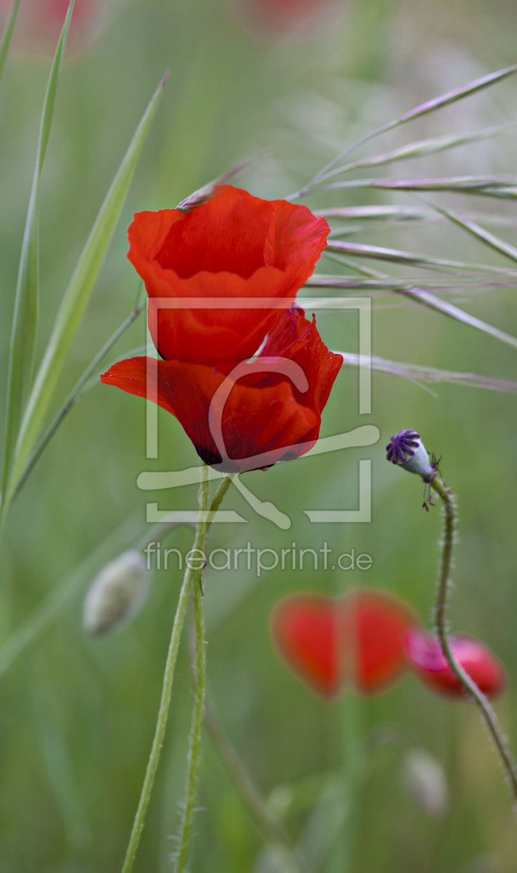 Bild-Nr.: 10715379 Poppy in Red VIII erstellt von MonikaIburg